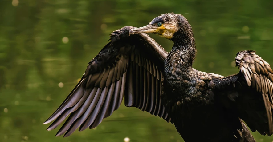 an enormous bird is stretching out its wings