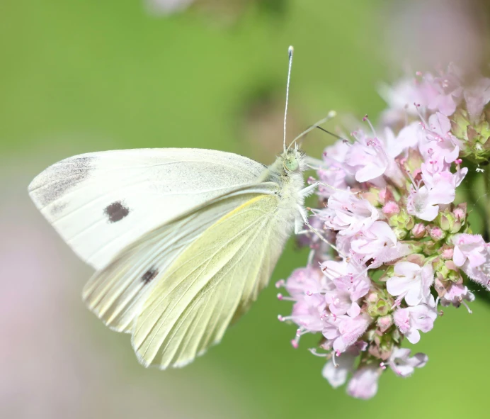 a white erfly perched on a flower in the grass