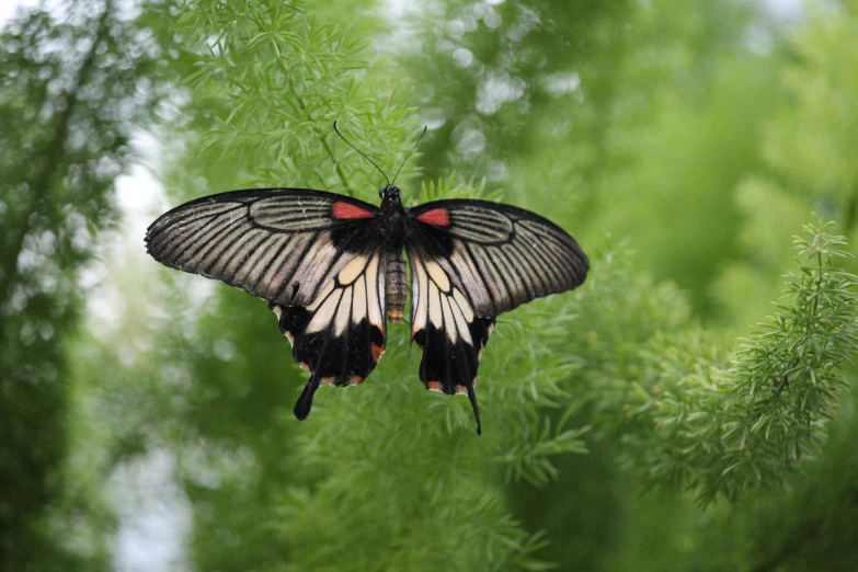 a erfly sitting on a green plant in the woods