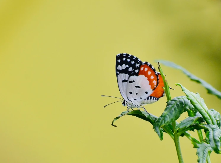 a close up of a small erfly on a flower