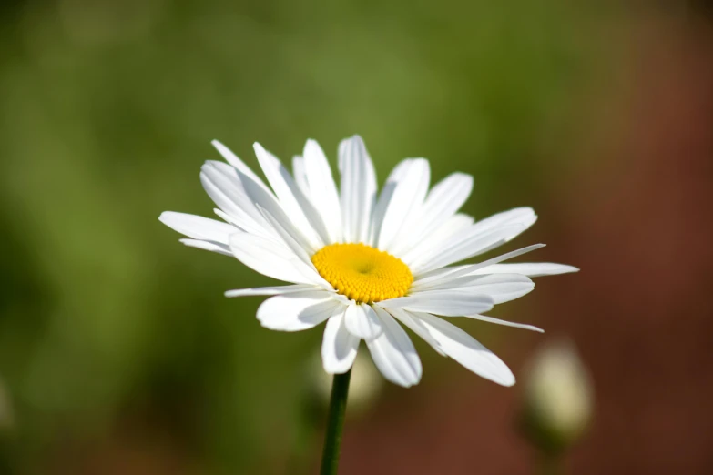 a white and yellow flower with one yellow center