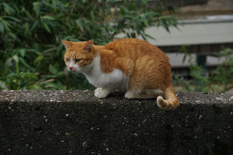 a cat sitting on top of a concrete wall