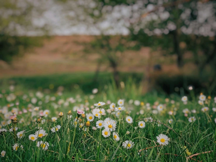 small daisy flowers grow near one another in the grass