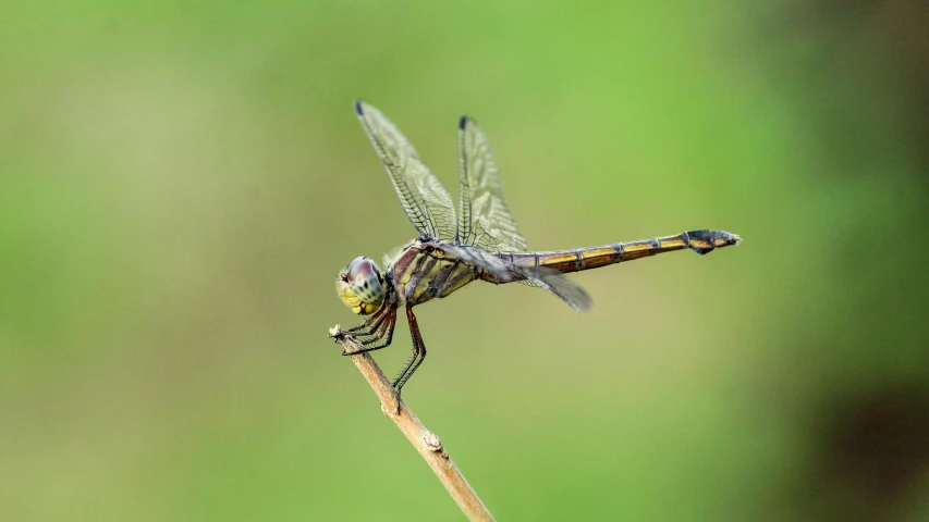 a dragon fly is perched on top of a stick