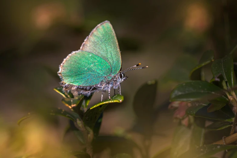 a blue erfly perched on top of a green leaf