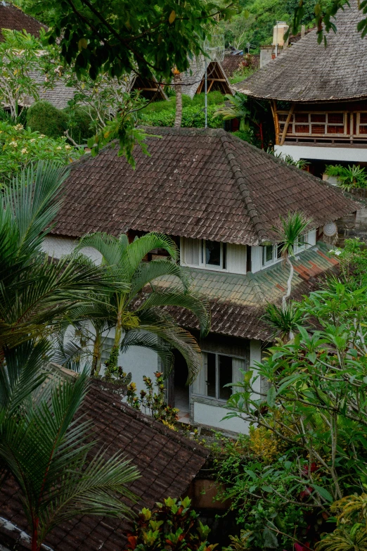 several houses near a tropical park and some trees