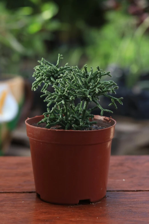 a plant that is on a wooden table