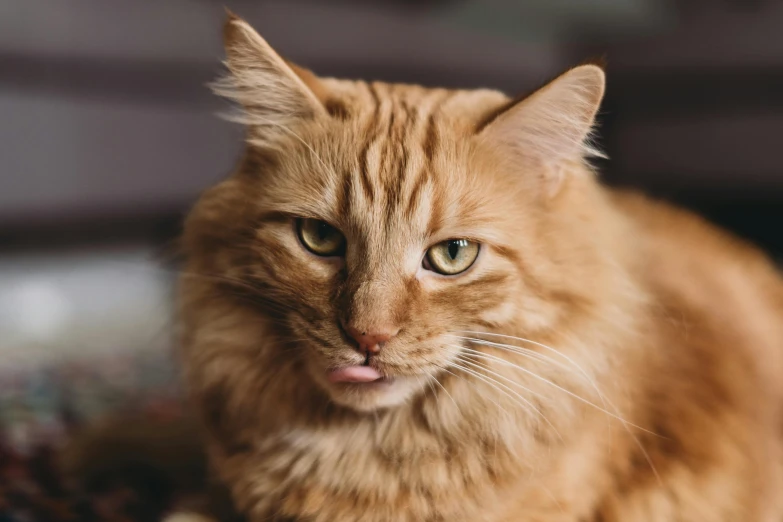 an orange cat is sitting on the carpet looking ahead