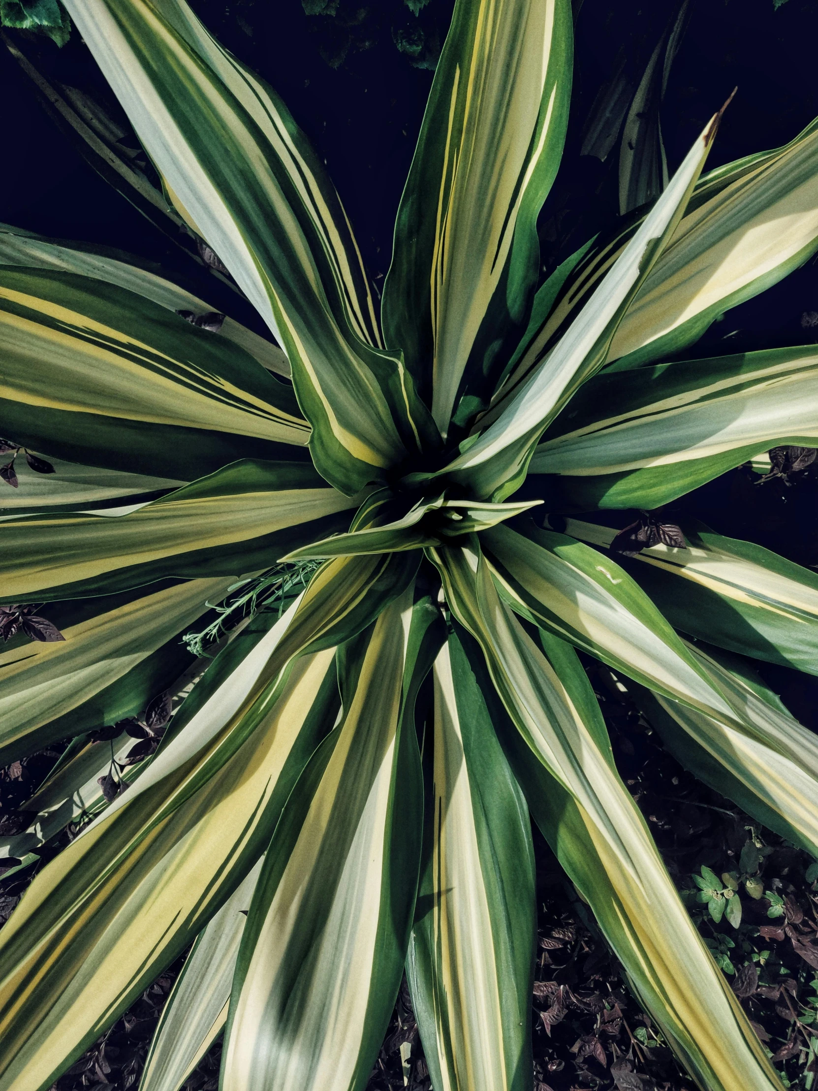 a large flower is in the middle of its plant