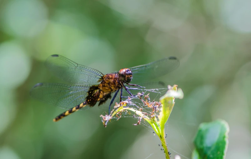 a dragon fly resting on top of a plant