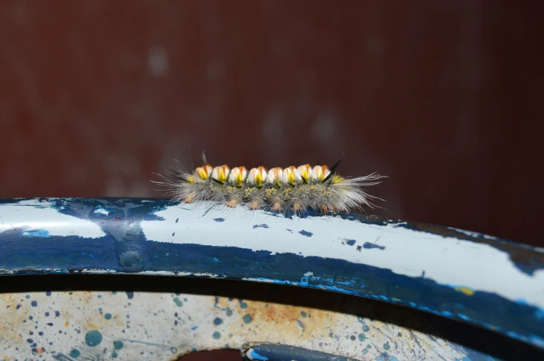 a caterpillar sits on the rim of a blue tire