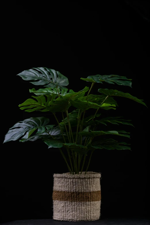 a potted plant with many leaves in it