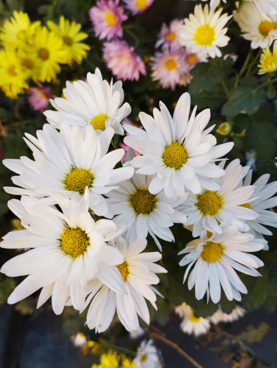 closeup of various colorful flowers together in full bloom