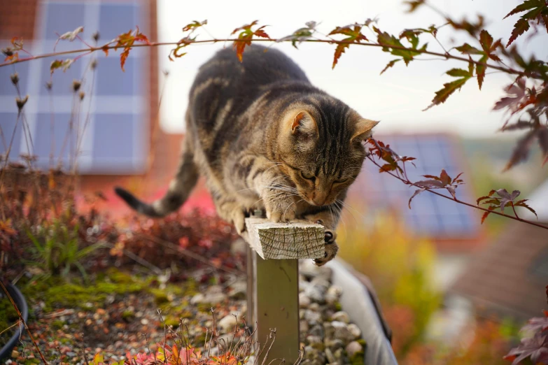 a cat resting on top of a wood post in the garden