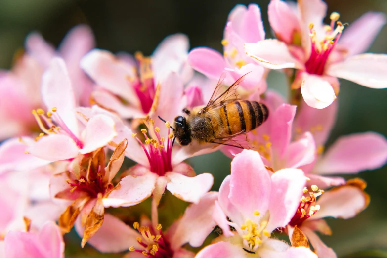 a bee resting on a pink flower