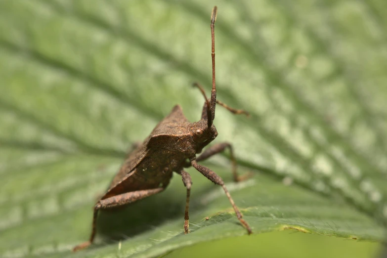 a small bug sitting on a green leaf