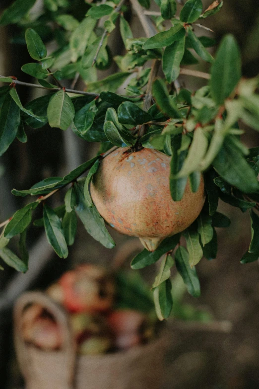 a ripe orange is hanging from a tree