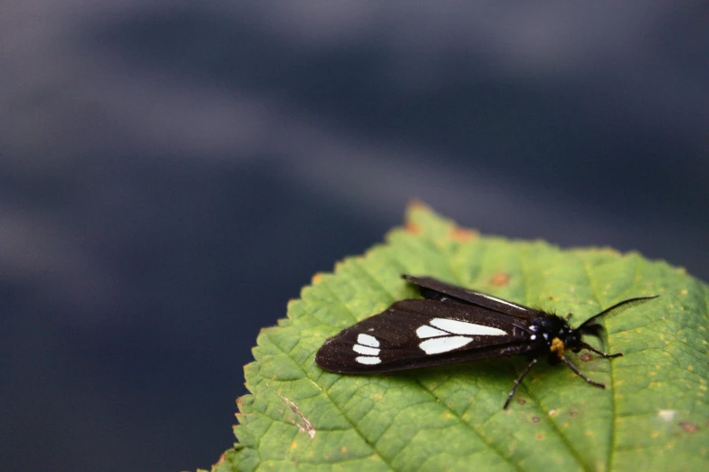 a black and white moth sitting on top of a leaf