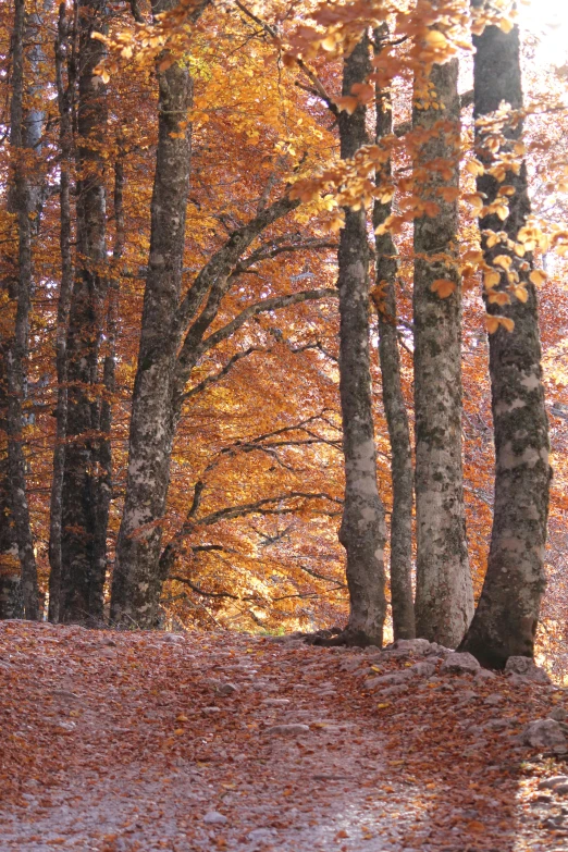 the fall colored trees are beginning to turn yellow