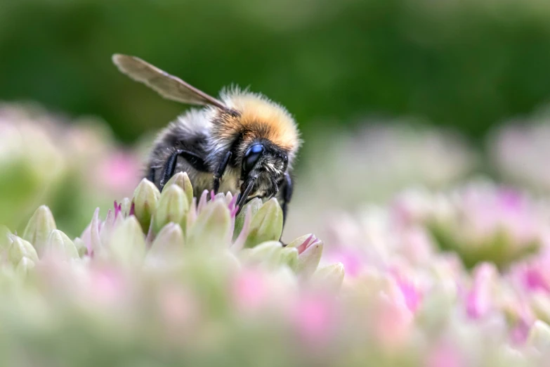 a bee with long black wings sitting on top of a flower