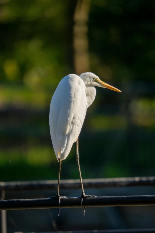 a white bird standing in the sun near water