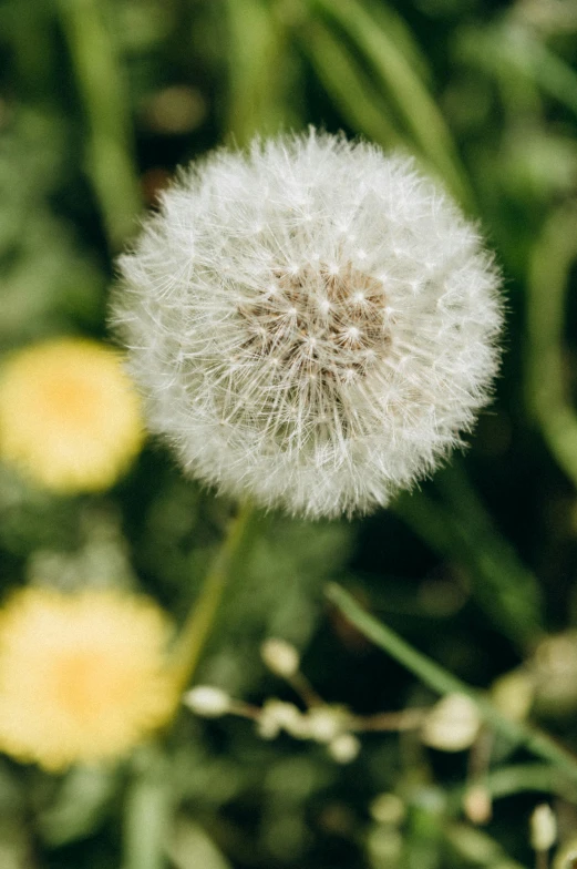 a single dandelion is blooming near a bunch of yellow flowers