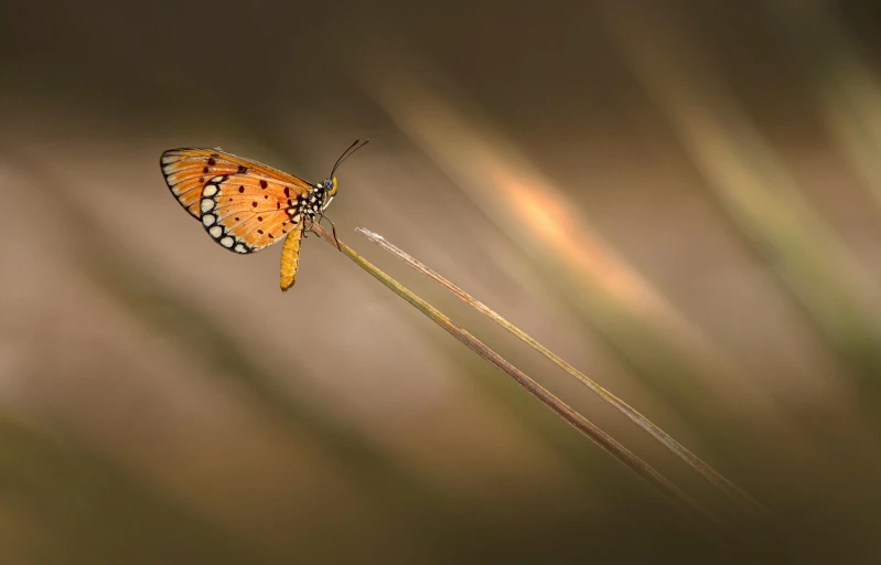 an orange and black erfly is sitting on a plant