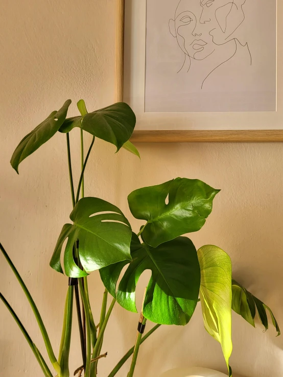 a picture of a woman's torso and a large plant in front