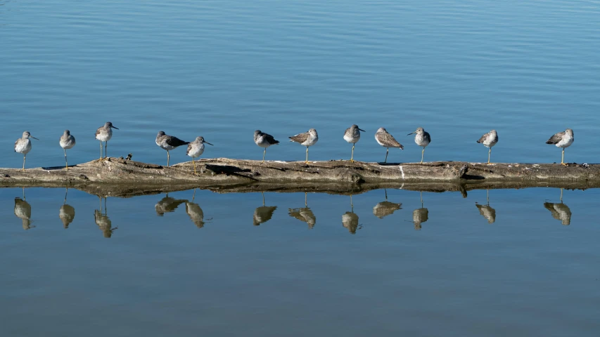 a bunch of seagulls are standing on a log