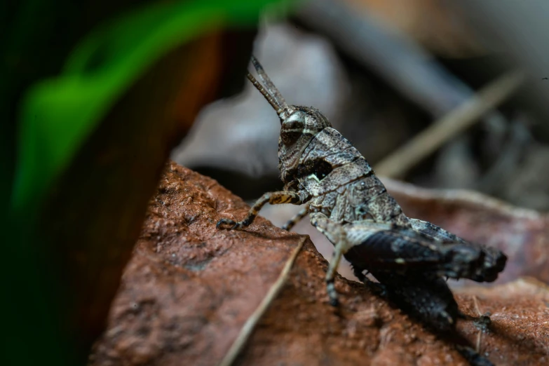 small gray and black insect sitting on a leaf