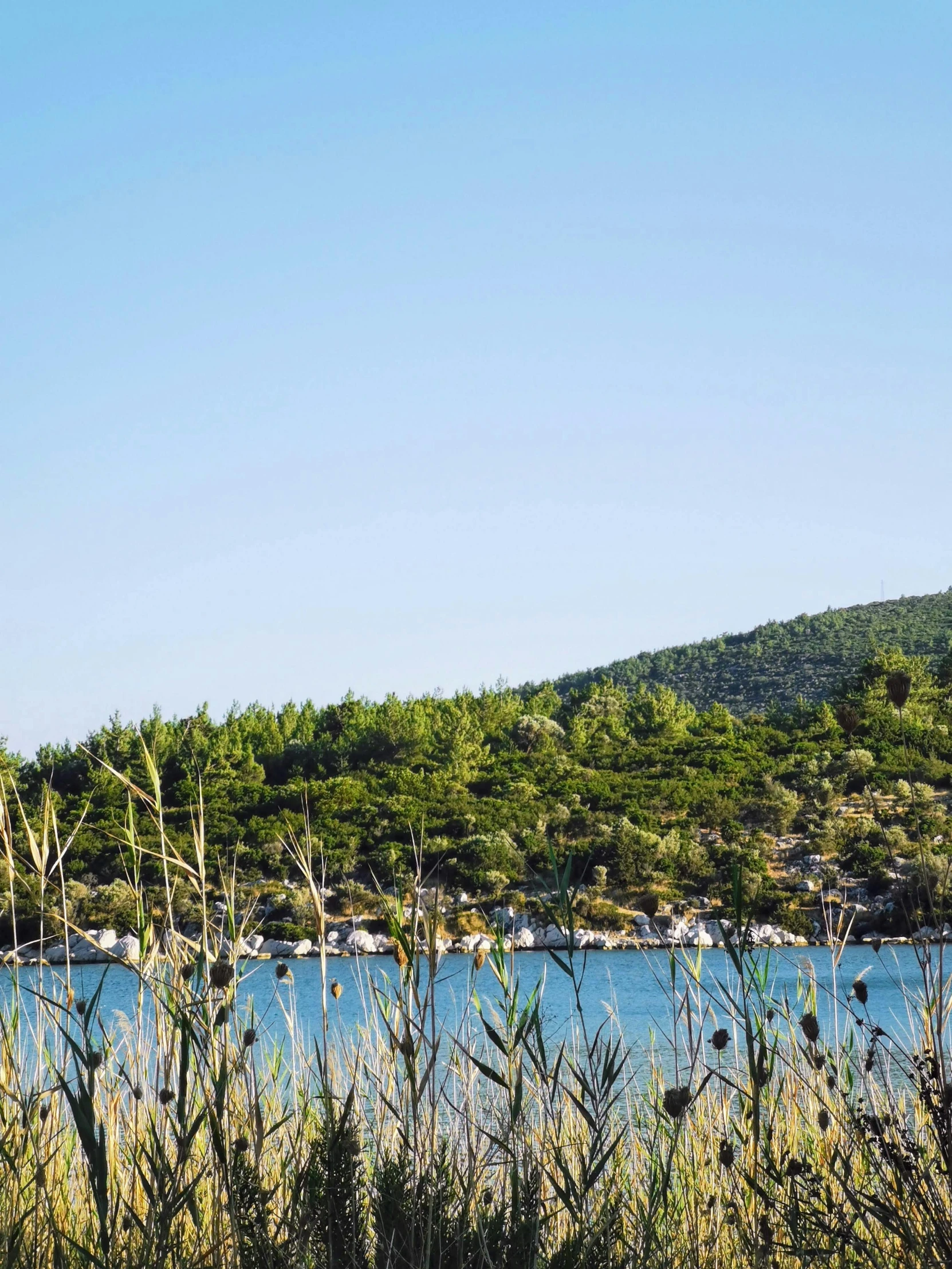 a large body of water surrounded by forest