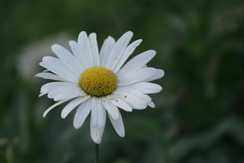 a white flower with a yellow center sitting on top of a lush green field