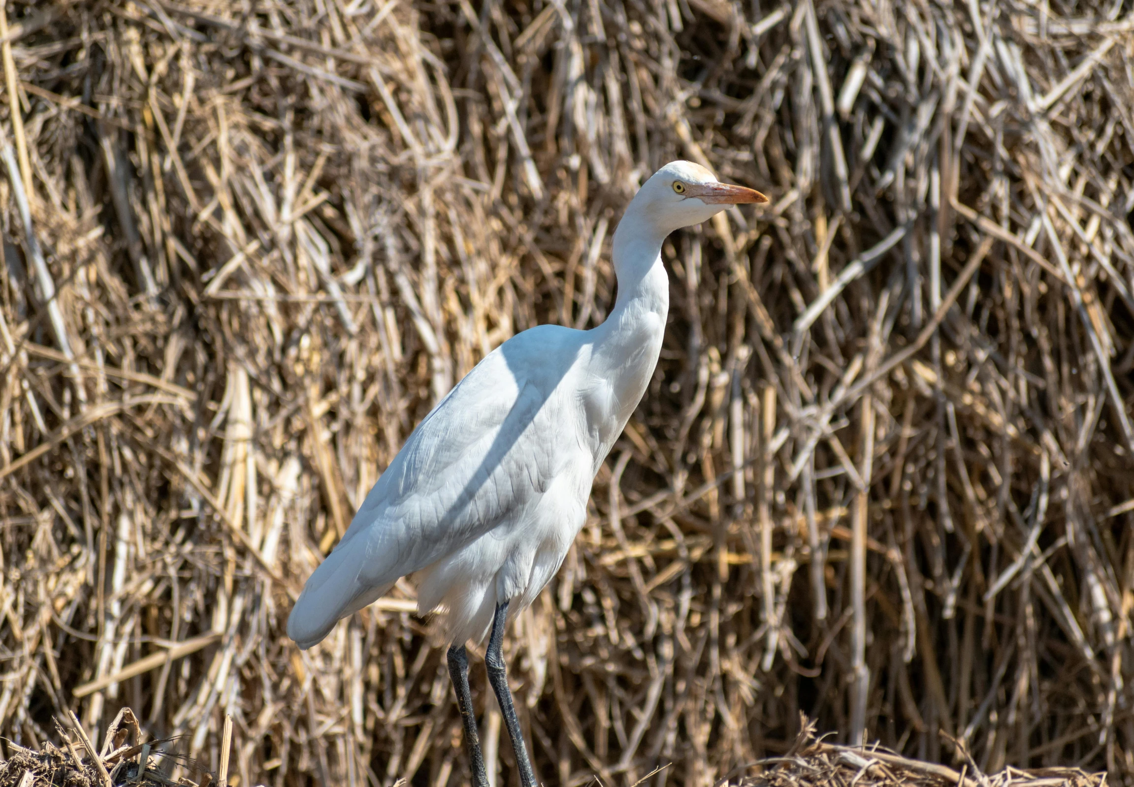 a bird stands in front of some brush