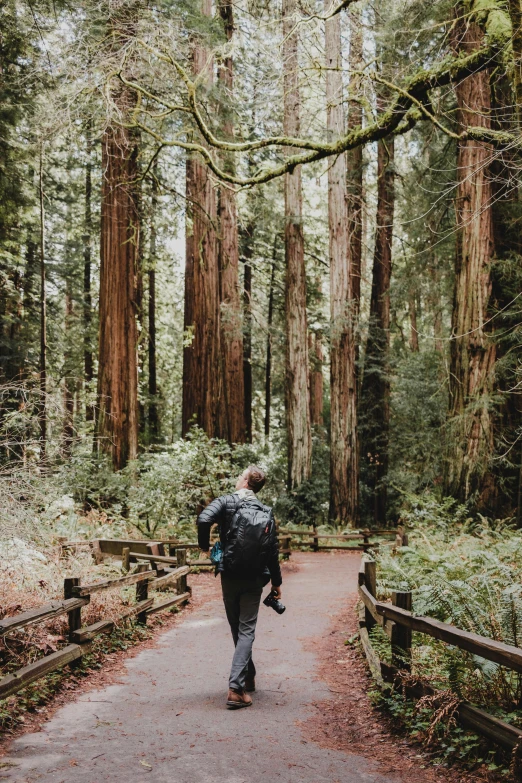 person walking down a path through a large wooded area