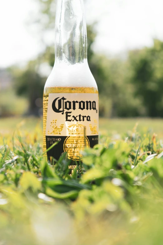 a can of corona beer sitting on top of grass