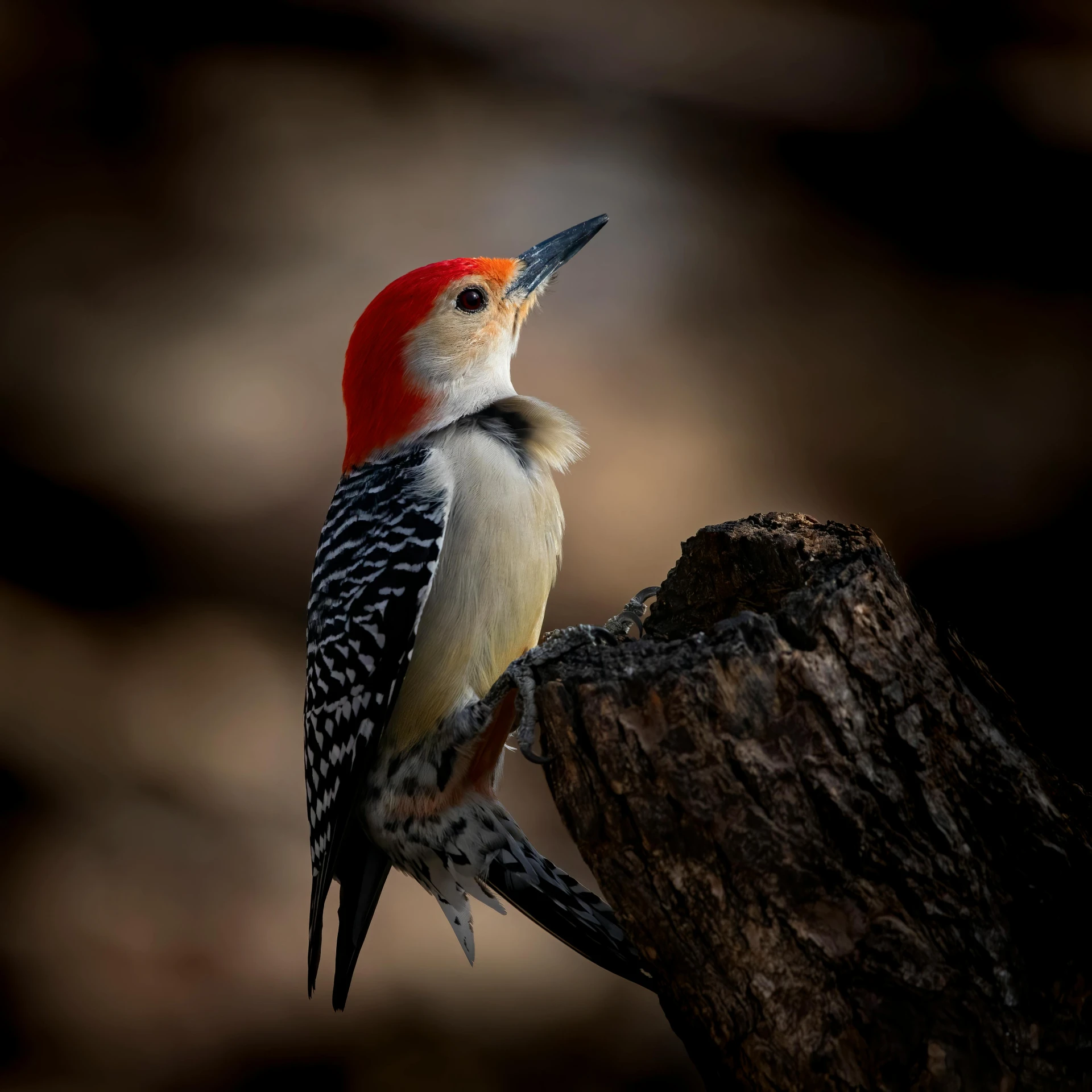 a bird that is on top of a tree