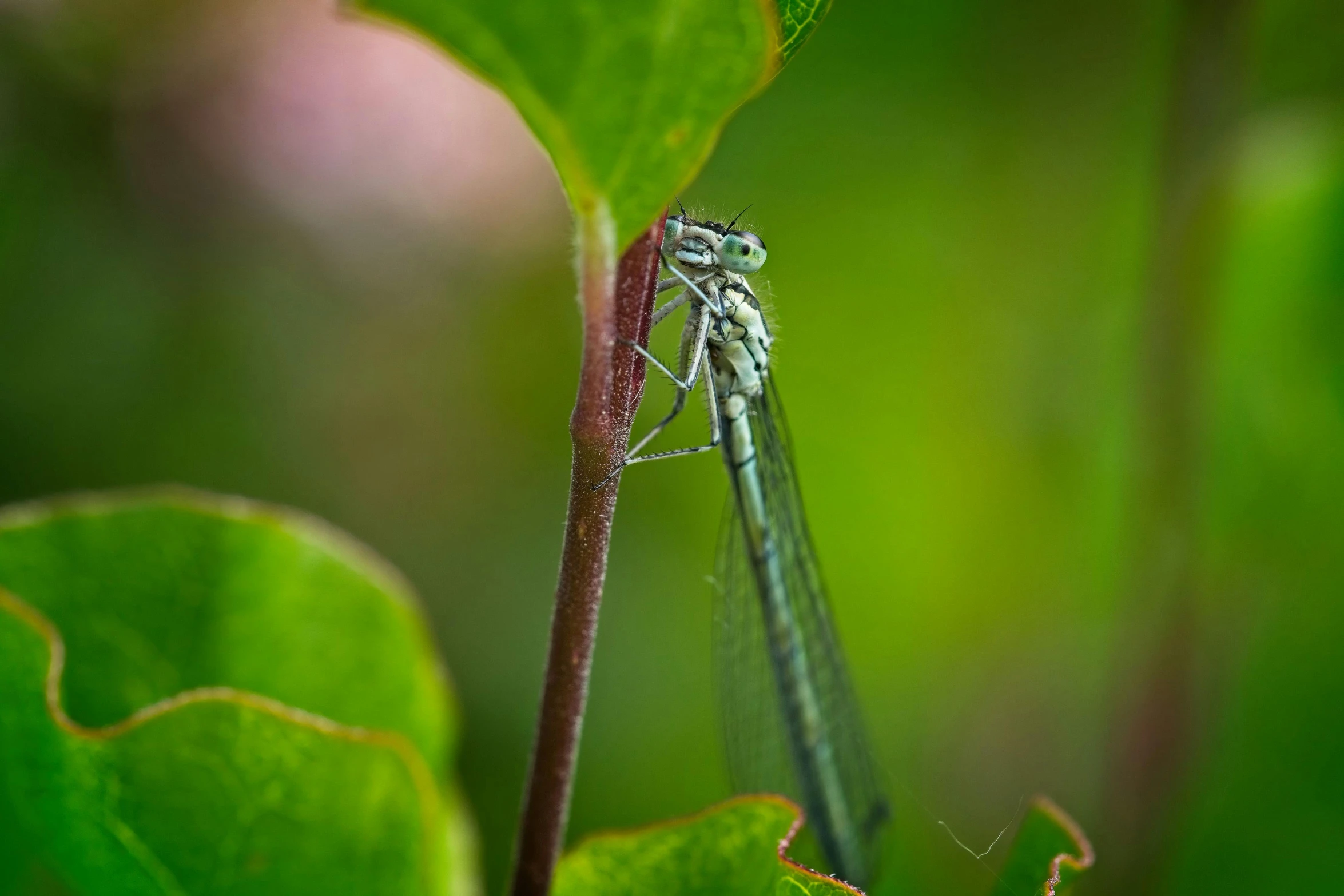 the insect is resting on a stick in the forest