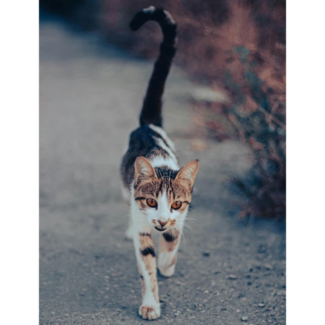 an orange and white cat walking along a dirt road