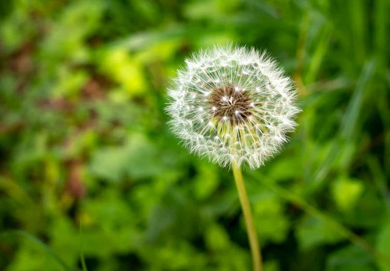 a dandelion is standing in the green grass