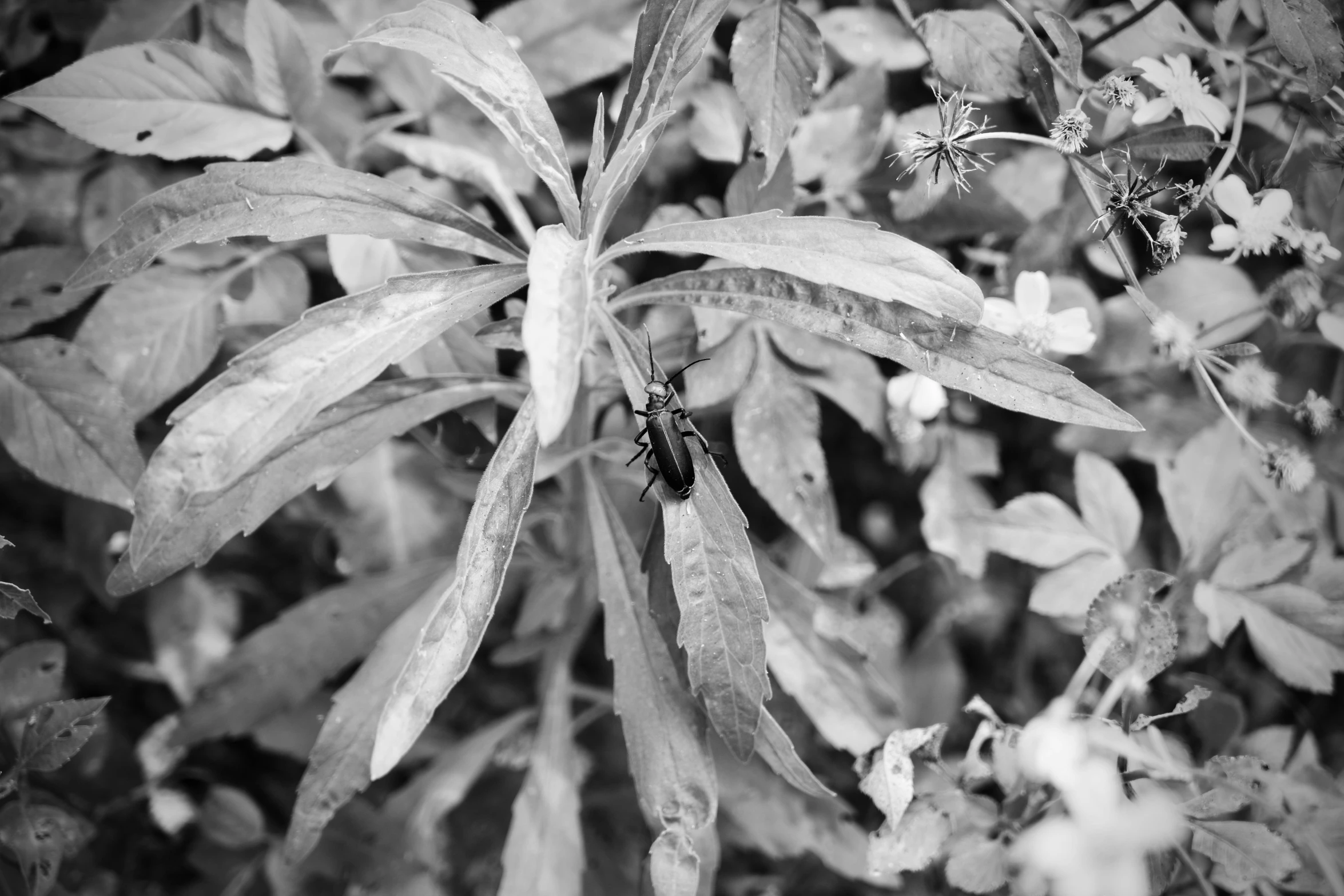 a black and white po of leaves with insects