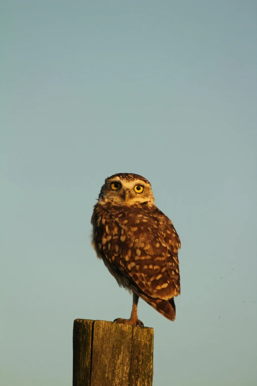 a small owl standing on top of a wooden post