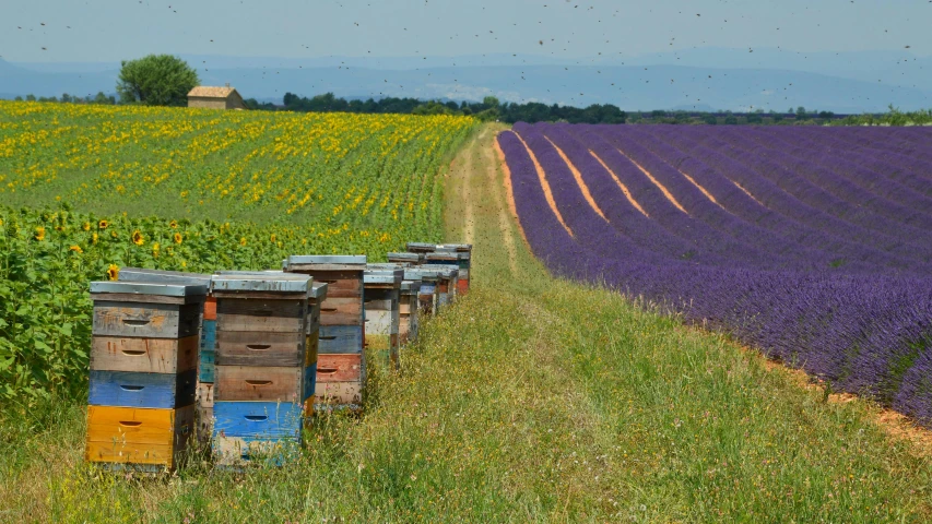 the honey boxes are sitting out in the sunlit field