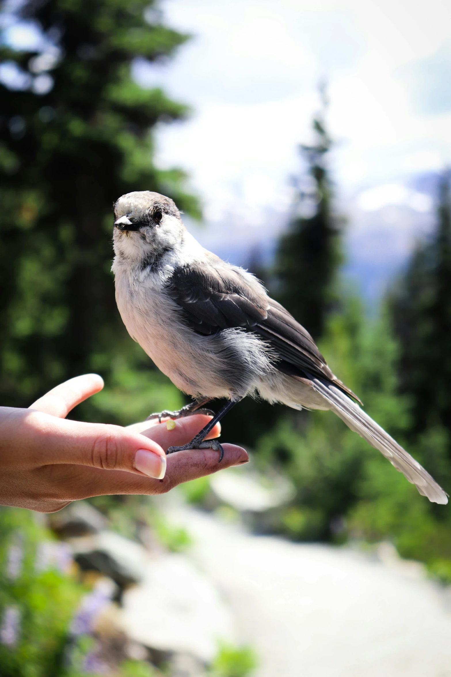 a person holding a small bird with a mountain in the background