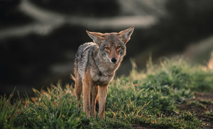 a close up of a furry animal in a field