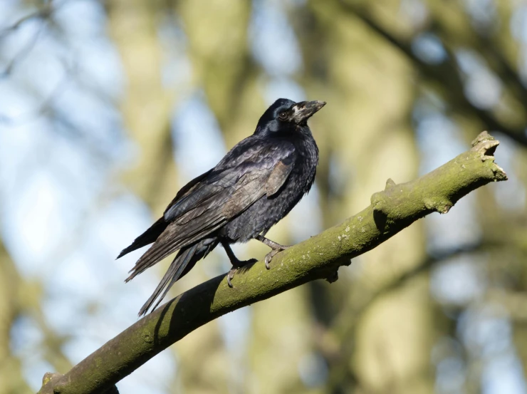 black bird perched on nch with mouth open