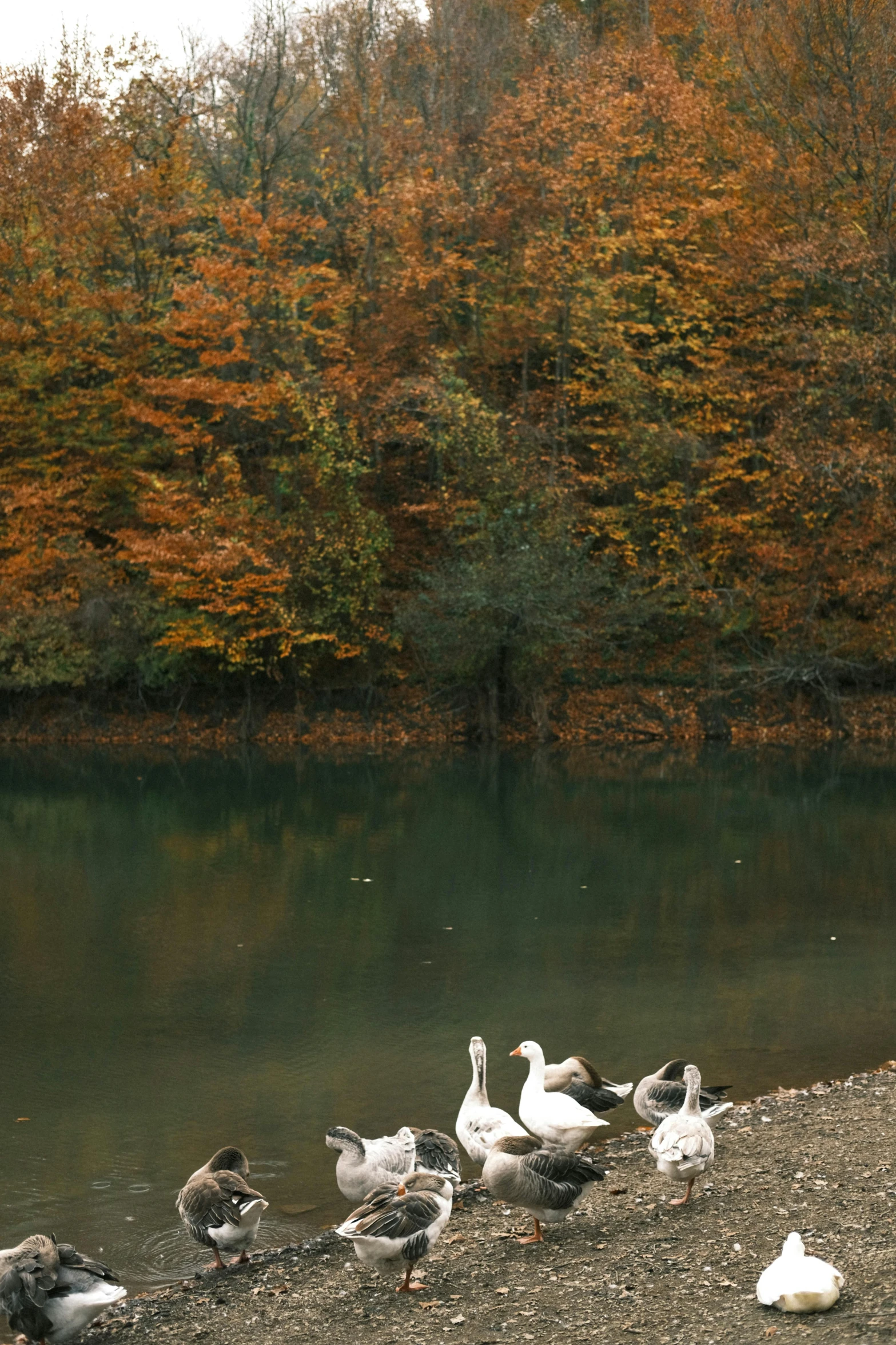 several birds near a lake and trees that are changing color