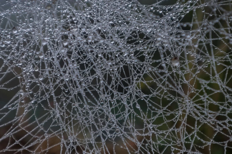 water drops are hanging off of a spider web