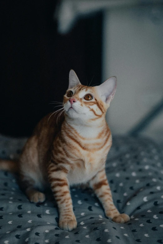 an orange and white cat sitting on a bed