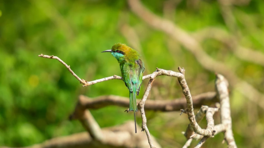 a green and blue bird perched on a nch