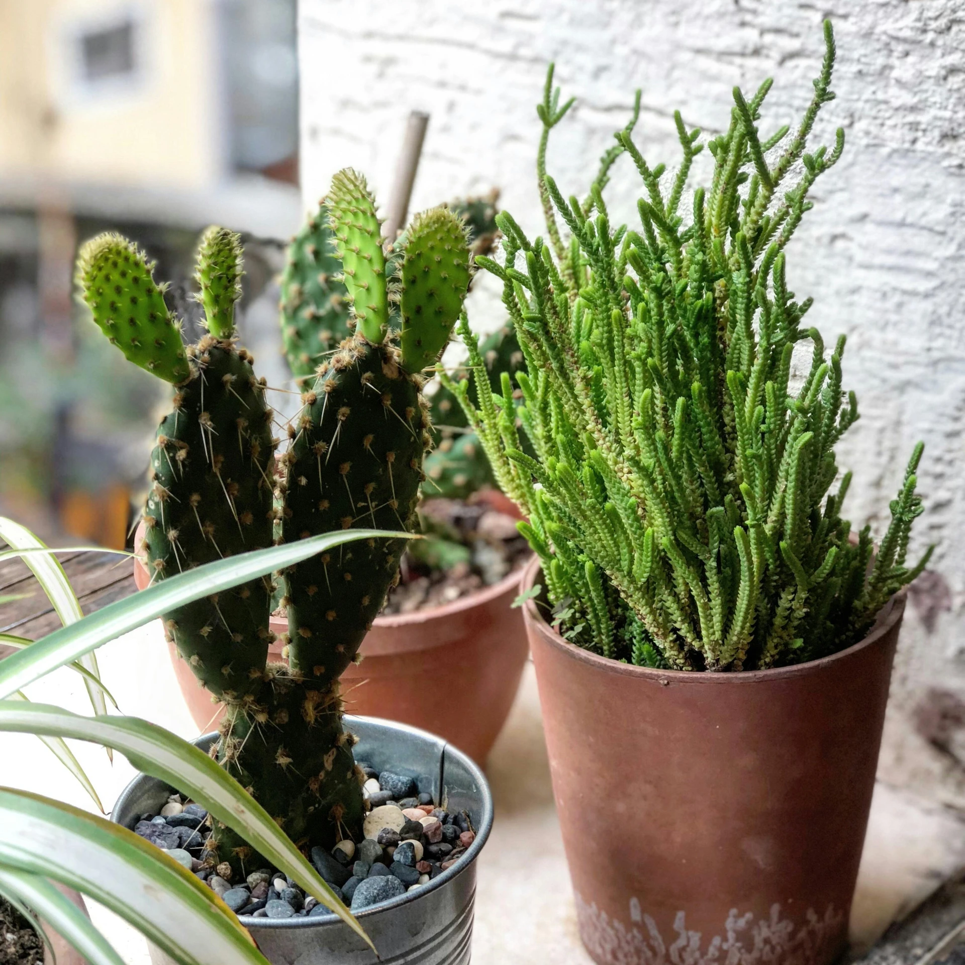 three small plants that are sitting in some pots